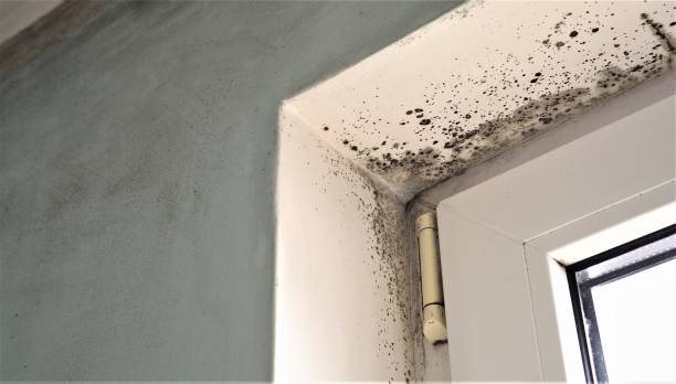 Mold Remediation for Vacation Homes in Roseville, MN