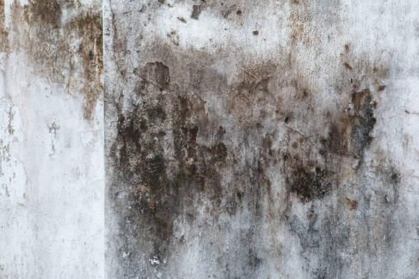 Best Mold Remediation for Healthcare Facilities  in Roseville, MN