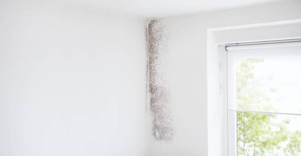 Mold Documentation for Insurance Claims in Roseville, MN