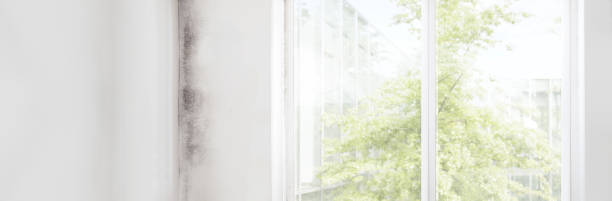 Best Forensic Mold Investigation  in Roseville, MN