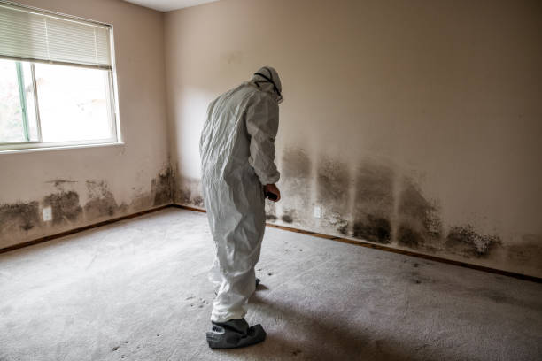 Best Emergency Mold Remediation  in Roseville, MN
