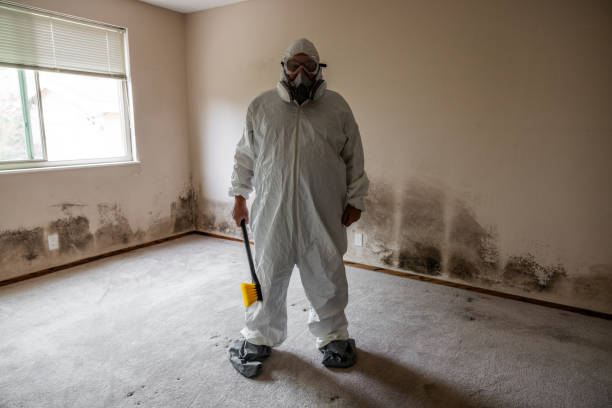 Roseville, MN Mold Removal Company