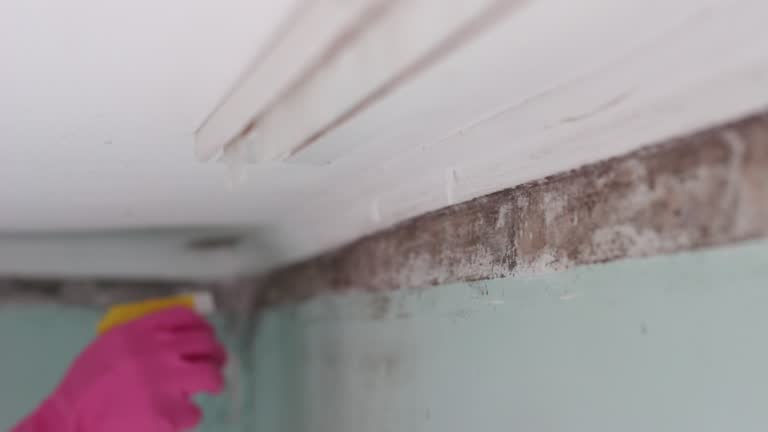 Best Air Quality Testing for Mold Spores  in Roseville, MN